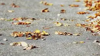 Autumn leaves Motion Effects Background Video (1080p) &bull;&bull; Motion Graphics