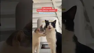 Part1 Semoga seterusnya bisa #winterfamily #trending #kucinglucu #catlover #viral #kucingtiktok #fun