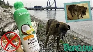 TropiClean Neem & Citrus Pet Shampoo | Akira Takes Birthday Bath!