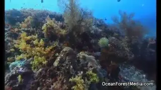 Exploring Halmahera Island