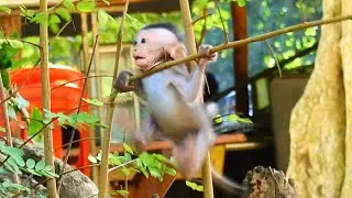DON&rsquo;T ABANDONED ME...URGENT HELP POOR JINX | BABY MONKEY JINX FALL STUCK NECK WITH BRAND TREE.