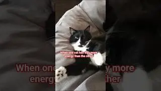 The Low Energy #seinfeld #funny #cat #relatable #fypシ