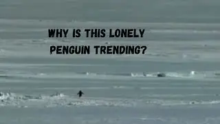 Why is this lonely Penguin trending