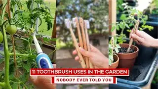 11 Toothbrush Uses in the Garden Nobody Ever Told You