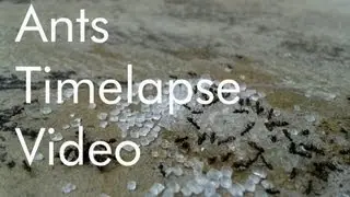 Attracting Ants - Time lapse video - by using Lapse it pro
