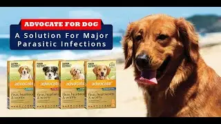 Advocate For Dog - A Panacea For Major Parasitic Infections | Flea, Tick Heartworm | DiscountPetCare