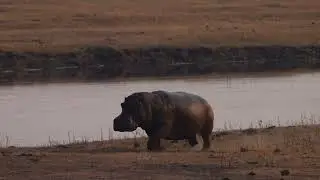 Ihaha Camp   Chobe NP