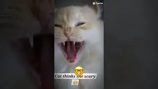 ☠️..... #cat  #scarycats #angrycats