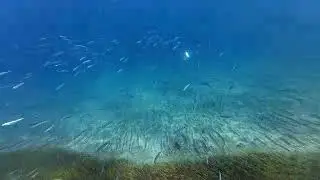 Life Beneath the Waves: Colorful Fish in the Ocean Depths