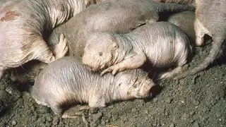 THE NAKED MOLE-RAT: NATURE'S SECRET TO AGING AND CANCER RESISTANCE #rat #animals #cancer #aging