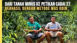 Petani Pemula Buktikan Cabai Di Tanah Rusak Tetap Berbuah Lebat Dengan Metode Mas Udin