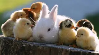 Tenkitsune - Animal Friends
