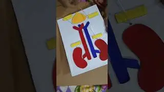 Working Model of Kidney Function |School Science Project | DIY Biology Model#ScienceModel #project
