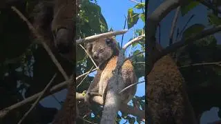 a wild Koala 🐨🪃