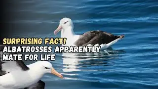 Surprising Fact! Albatrosses Apparently Mate for Life