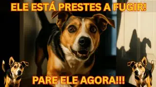 Seu cachorro foge de casa? Faça isso AGORA para evitar a próxima fuga! #pets #cachorro #curiosidades