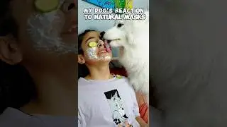 My Dog's Reaction to natural Masks #yogurt #mask #shorts #dog #funny #reaction