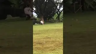 Ampun DJ, bocil tamilung main mini trail boncengan 🤦&zwj;♂️