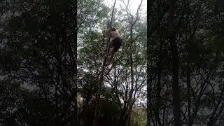 orangutan style @Leo.Primal @samurasti.extremo @zkramos #&aacute;rvores #parkour #primal #movimento