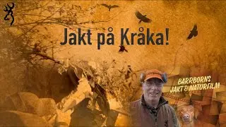 Jakt på Kråka!  en trevlig morgonjakt i gömslet på Österlen.