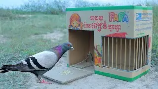 Simple Creative Pigeon Trap Using Cardboard Box - Easy Bird Trap