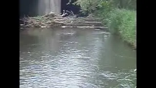 PENNSYLVANIA LIMESTONE SPRING CREEK - WILD BROWNS RISING TO SULPHUR DUNS  (PART 2/2)
