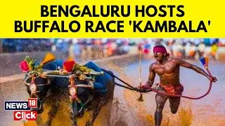 Bengaluru Hosts Coastal Folk Sport Kambala | Kambala News | Kambala Bengaluru | English News | N18V