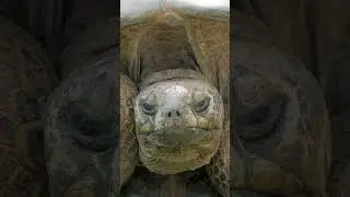 Tranquil Awakening: Serene Moment with an Old Turtle