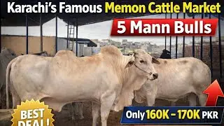 🔥 Karachi’s Famous Memon Cattle Market😱😱