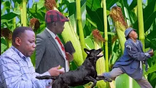 Cauhgt stealing Maize , Fined 300,000RWF