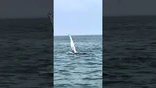 Humpback Whale 3 mile in front of Indian River.  Came up to our boat to check us out.