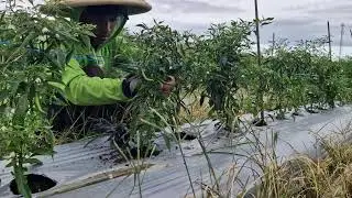 FARMERS&rsquo; SMART HACK: CREATIVE ROPE TYING FOR STRONGER CHILI PLANTS! - Agriculture Farming