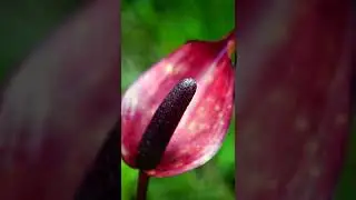 Anthurium Anturio, Plantas que Atraen la Buena Suerte Y la Fortuna a Tu Hogar #suerte #fortuna