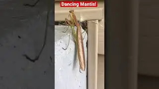 Funny Animals - Praying Mantis Dancing!      #shorts