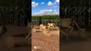 Warthog vs Lion Funny Moments 🦁🐗🤣 Epic showdown in the wild #wildlife #funnyanimals #nature