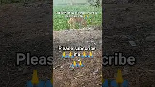please dog support me help #dog #dogcute #doganimal