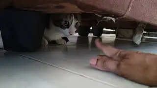 #774#catscaredunknownperson#cathiddenplace#petslover#catssafety