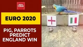 Euro 2020 Final: Animal & Birds Predict England's Win
