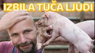DANSKI LANDRAS,&Scaron;IRIMO FARMU!@zemunski