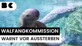 Kalifornischer Schweinswal vom Aussterben bedroht