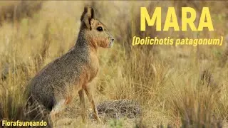 Mara (Dolichotis patagonum) - Mam&iacute;feros # 014