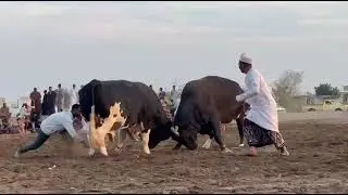 توني - التنين