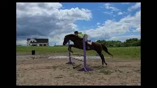Aurora sorrel mare