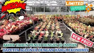 AKHIR TAHUN YG DIPENUHI DENGAN PROMO ID IMPIAN. DAPETIN AGLONEMANYA DENGAN HARGA EKONOMIS. Eps 1537