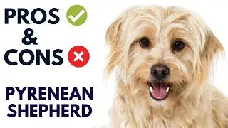 Pyrenean Shepherd Pros and Cons | Pyrenean Shepherd Advantages and Disadvantages #AnimalPlatoon