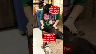 Puppy in pain #puppy #puppies #dog #dogs #dogmom #doglover #doglovers #shorts