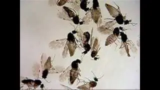 Identificaci&oacute;n de Culicoides