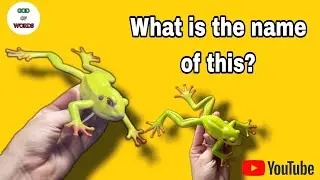 What is the name of the frog in international languages? #german #Japanese #chinese #teaching 