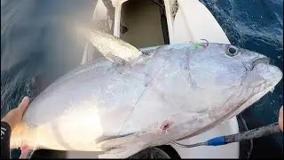 147 Kayak Longtail Tuna Gold Coast