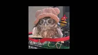 From Lost Baby Owl to Family&rsquo;s Little Delivery Helper 🦉💌